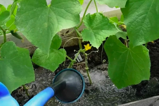 Фото Как правильно ухаживать за огурцами: частота полива и причины пожелтения листьев в тепличных условиях 2 - Сиб.ФМ Фото Как правильно ухаживать за огурцами: частота полива и причины пожелтения листьев в тепличных условиях 2